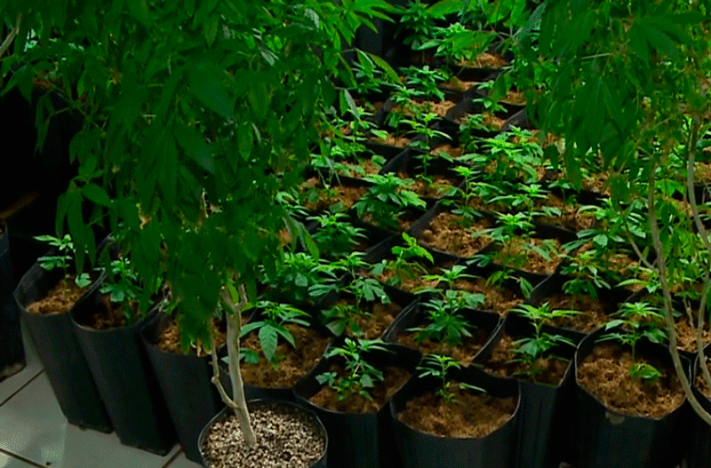 500 pés de maconha são encontrados em chácara em Itu