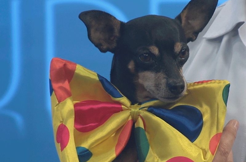 Veja os cuidados com os pets no Carnaval