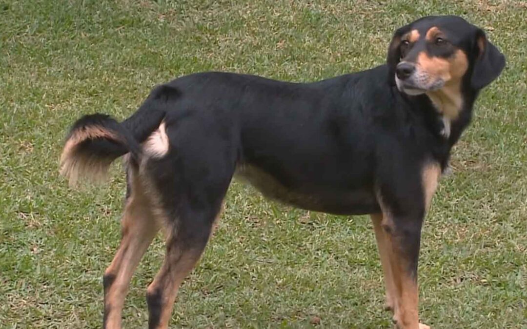 Adoção de pets ajuda a enfrentar a quarentena.