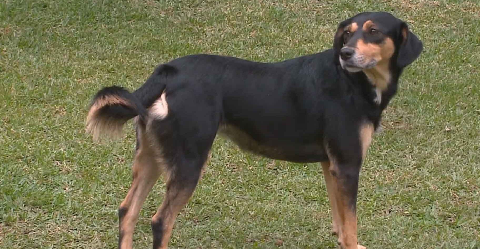 Feira de ado&ccedil;&atilde;od e animais