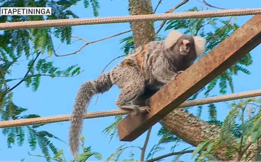 sagui