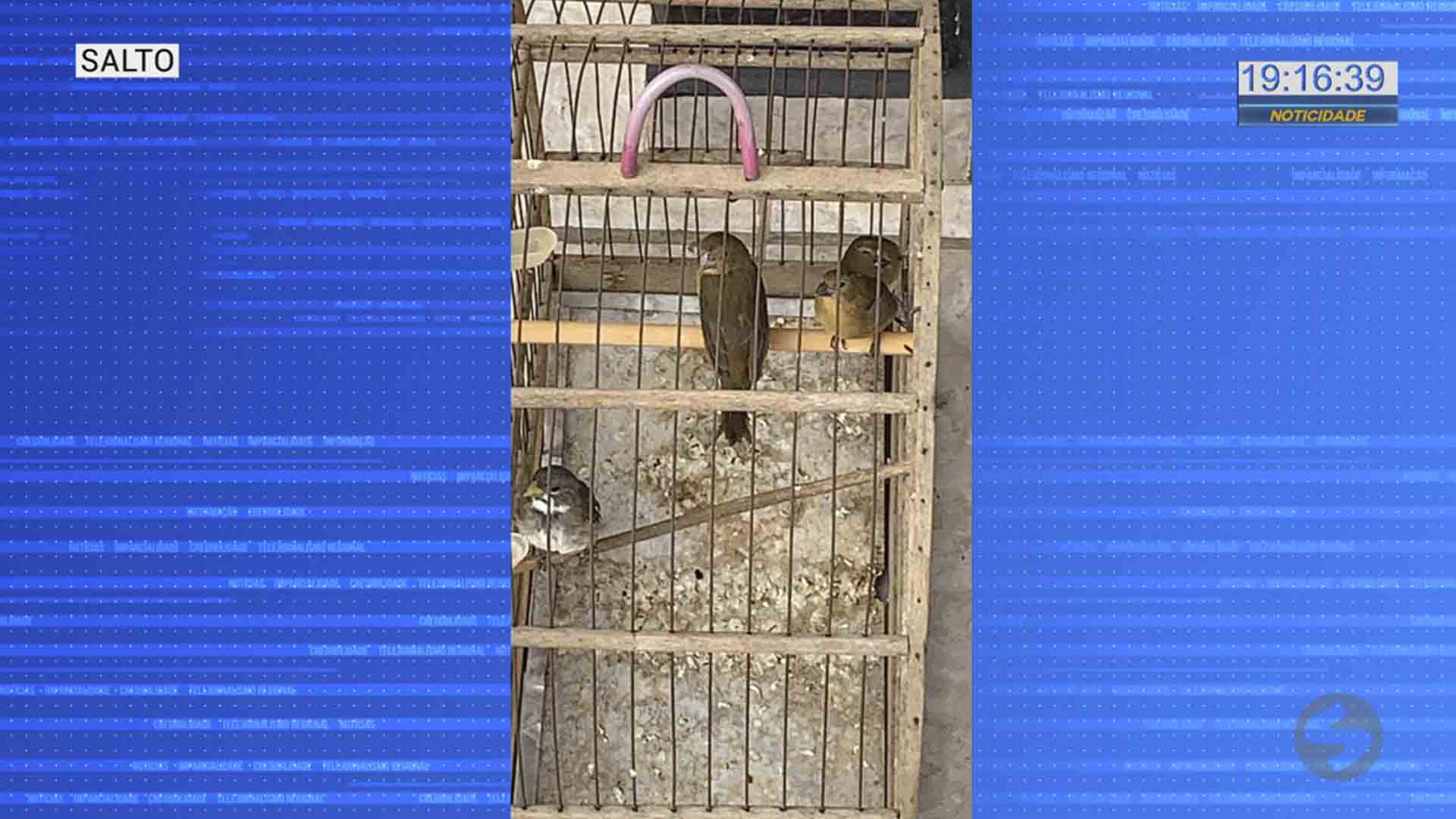 Pássaros são apreendidos em Salto e Itu