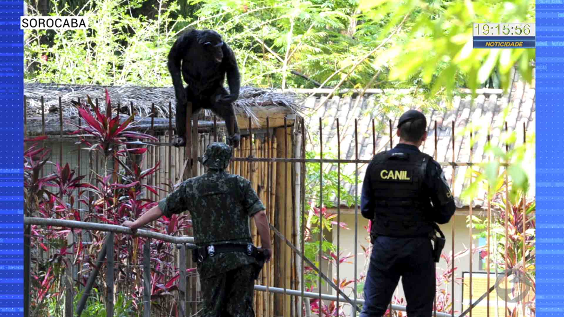 chimpanze
