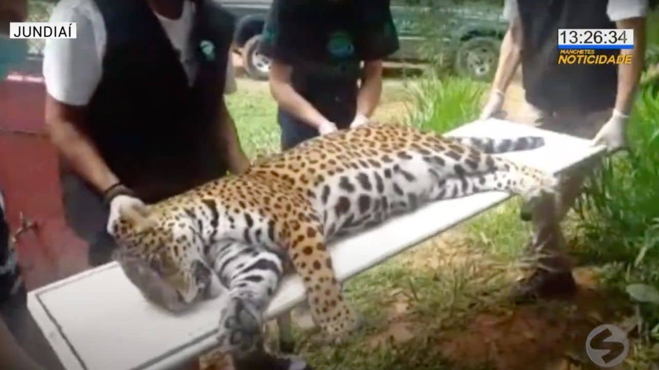 jaguatirica