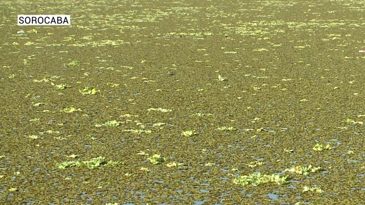 lago com plantas