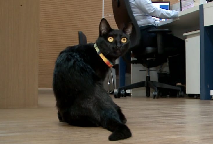gata funcion&aacute;ria