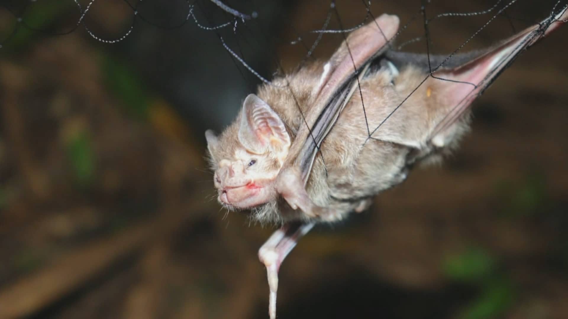 morcego encontrado com raiva em Jundia&iacute;
