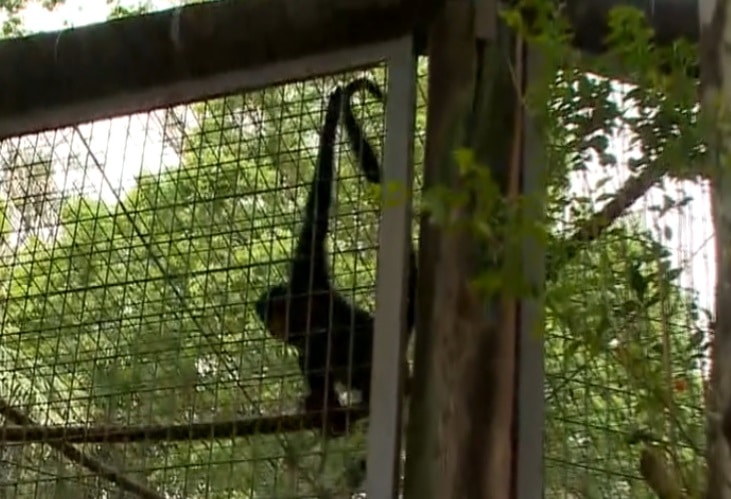 anivers&aacute;rio zool&oacute;gico
