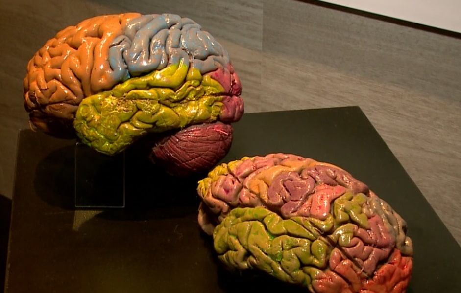 museu corpo humano
