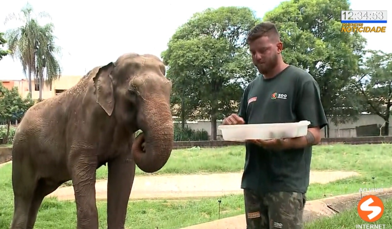 Animais do zoológico recebem frutas e alimentos congelados no verão