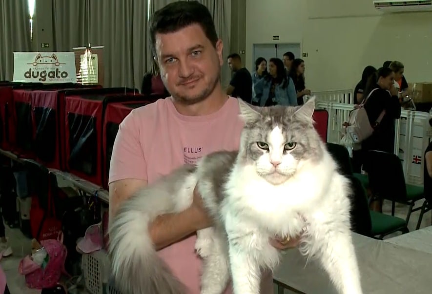exposi&ccedil;&atilde;o gatos