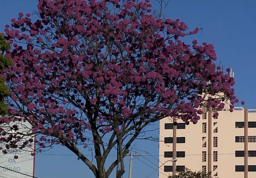florada ip&ecirc;s