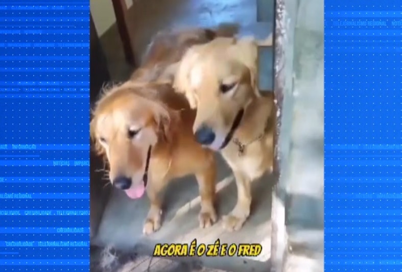 c&atilde;es van