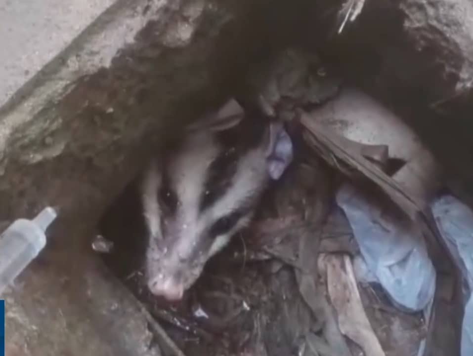 gamb&aacute;s encontrados