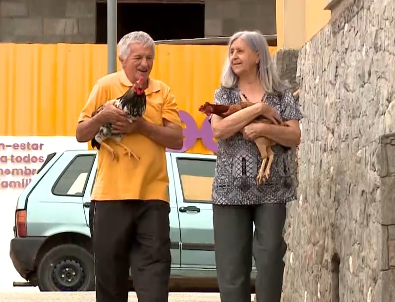 galo galinha