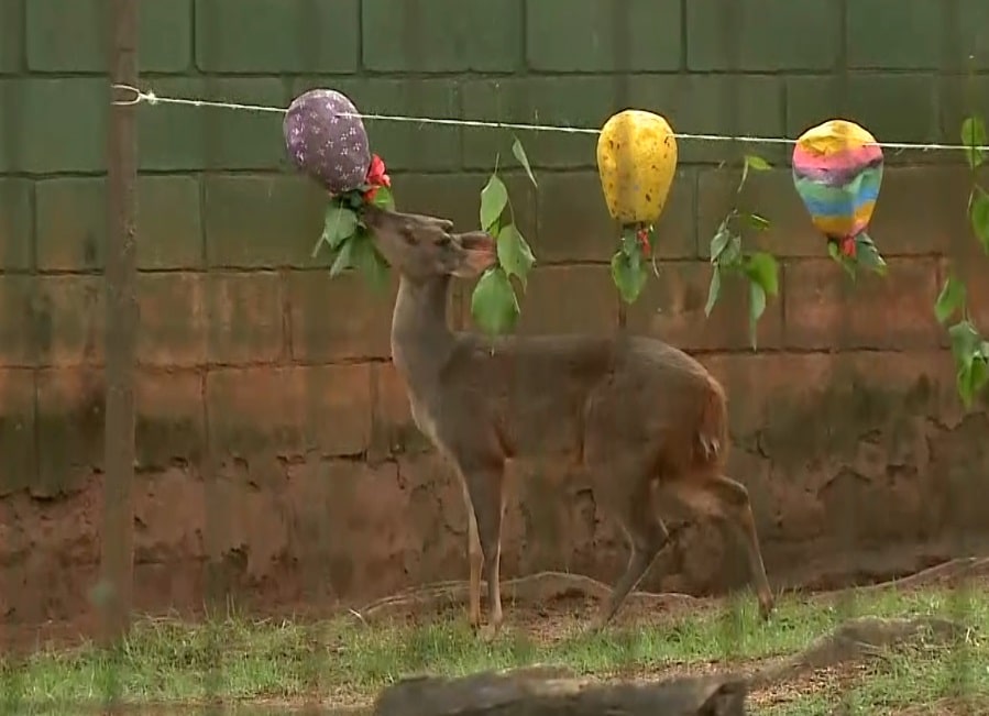 zool&oacute;gico sorocaba