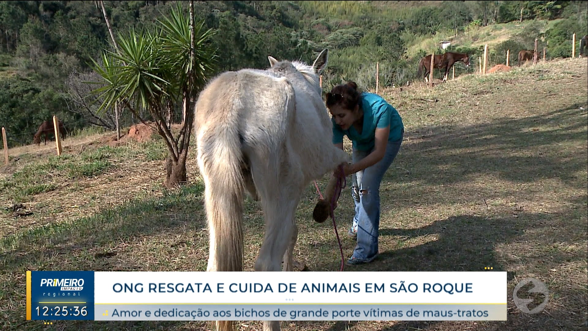 ong-resgata-e-cuida-de-animais-de-grande-porte-em-sao-roque