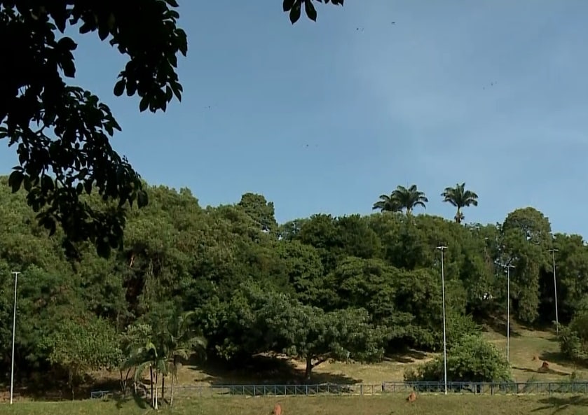 ver&atilde;o fen&ocirc;meno