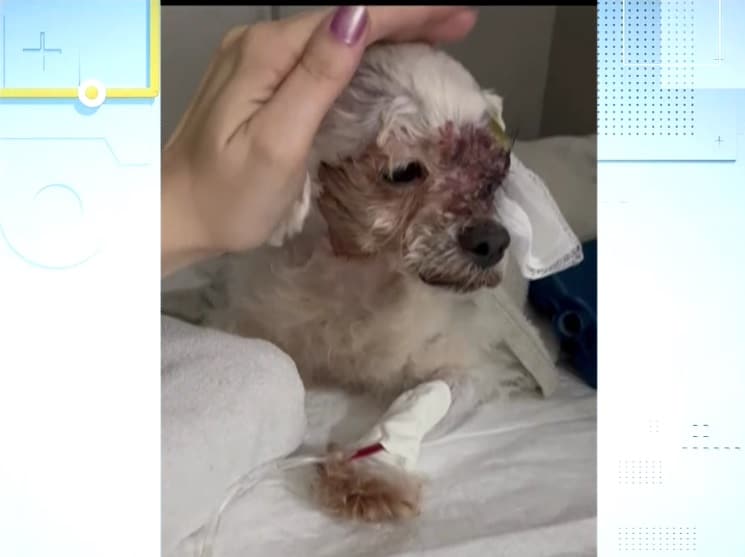 Homem apontado como agressor de cachorro deve ser multado