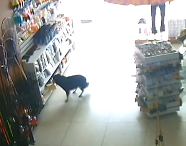 Cachorro “rouba” pacote de ração