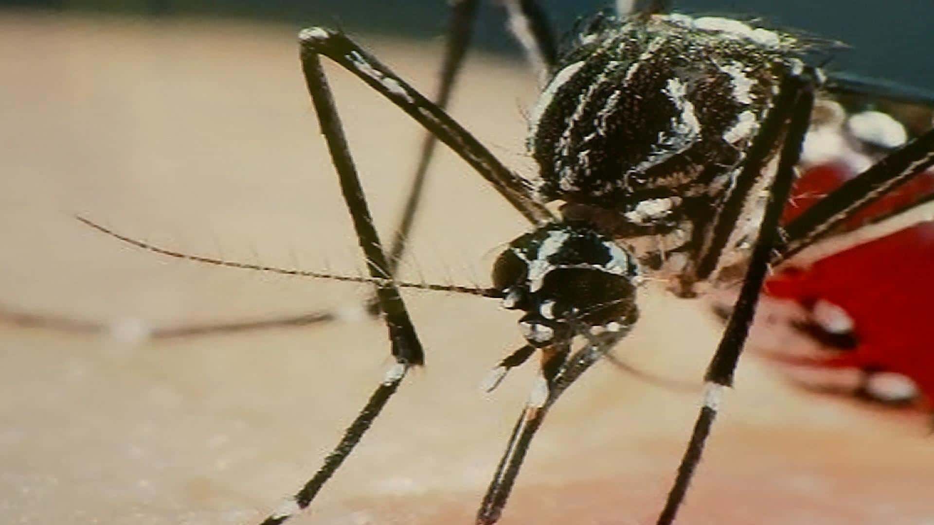 Dengue na regi&atilde;o: cinco mortes s&atilde;o confirmadas nesta quinta-feira (25)