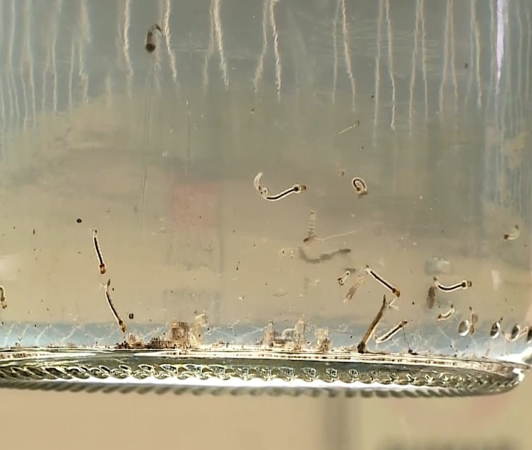 Imagem de criadouro do mosquito aedes aegypti.