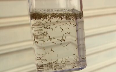 Sorocaba registra quarta morte por dengue em 2024