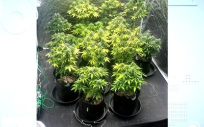 Polícia encontra casa com plantação de maconha em Jundiaí