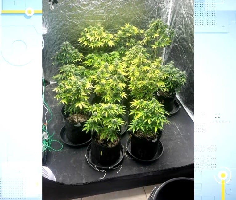 Polícia encontra casa com plantação de maconha em Jundiaí