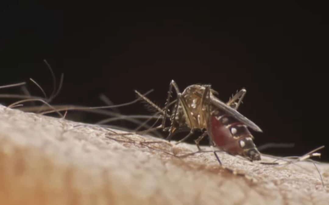 Itu decreta situação de emergência para combater aumento de casos de dengue