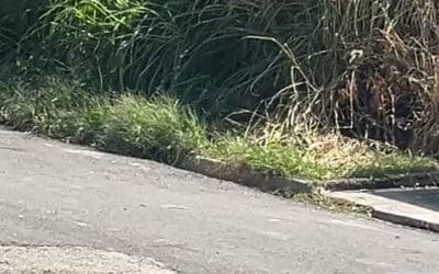 Moradores do bairro Mineirão, em Sorocaba, denunciam mato alto e escorpiões