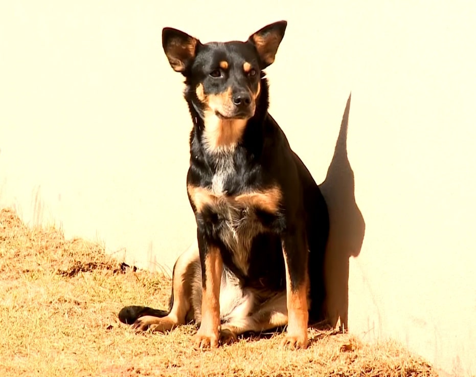 Imagem de cachorro.