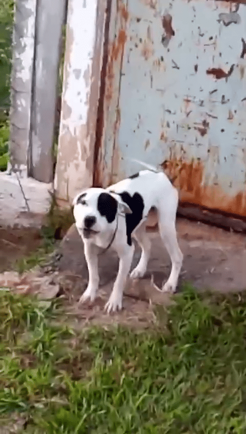 Pitbull abandonado em Sorocaba encontra lar tempor&aacute;rio ap&oacute;s resgate