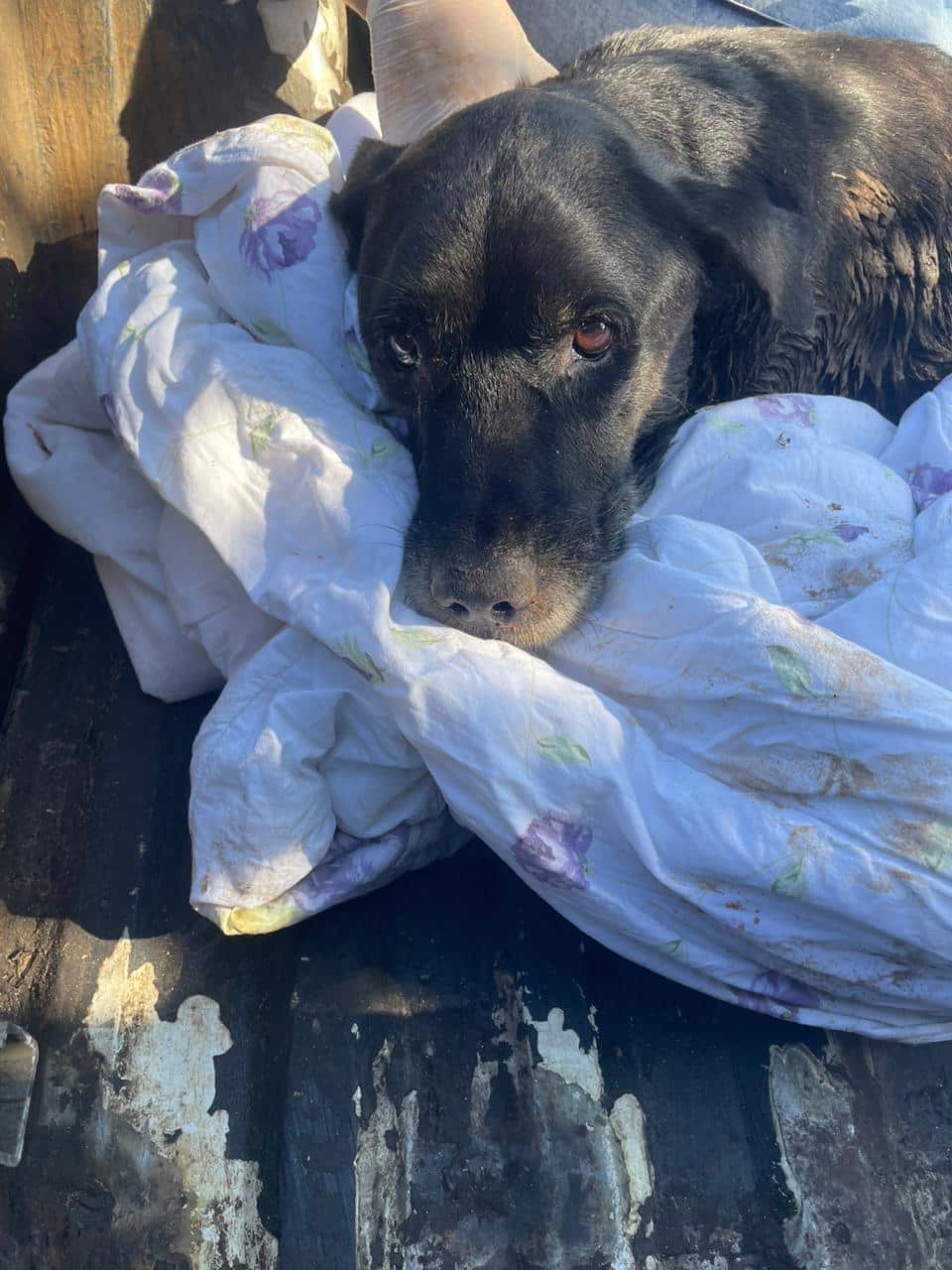 C&atilde;ozinho atropelado e ferido &eacute; resgatado de piscin&atilde;o em V&aacute;rzea Paulista