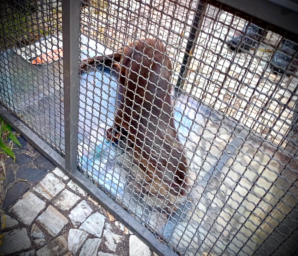 Lontra &eacute; resgatada na Vila Tavares de Campo Limpo Paulista