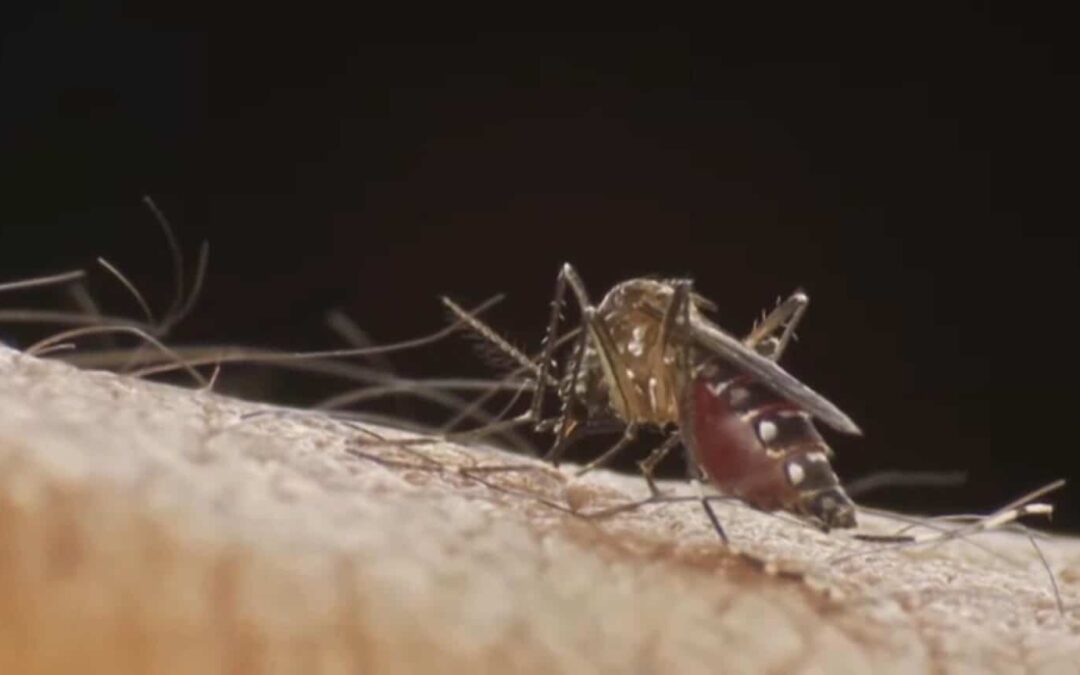Municípios decretam situação de emergência devido ao aumento de casos de dengue