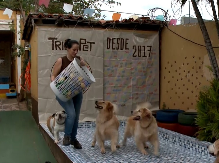 Imagem de um dos hot&eacute;is para pets entrevistados, com os cachorros brincando.