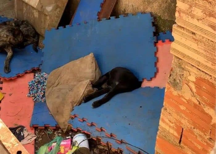 Polícia Civil investiga caso de maus-tratos a animais em Itu