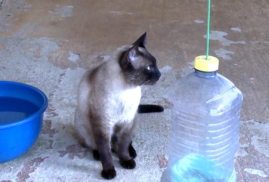 Gato.
