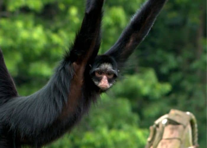 Macaco do Zool&oacute;gico de Sorocaba.