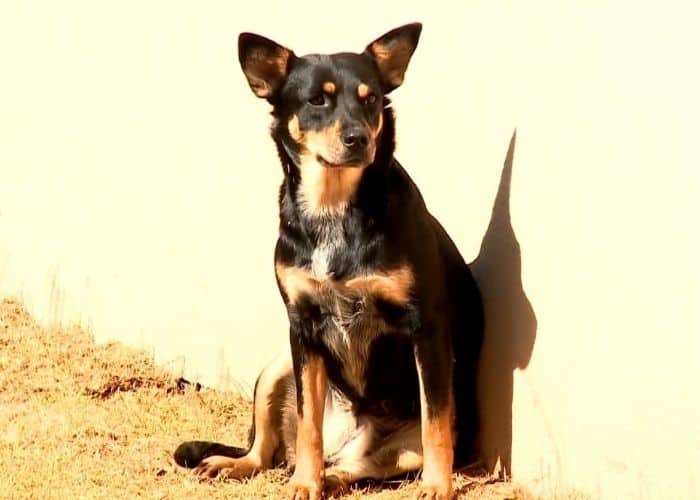 cachorro sentado