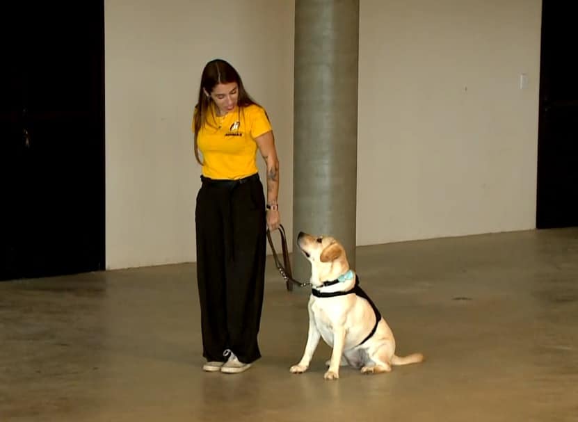 C&atilde;o de assist&ecirc;ncia ao lado de sua tutora.