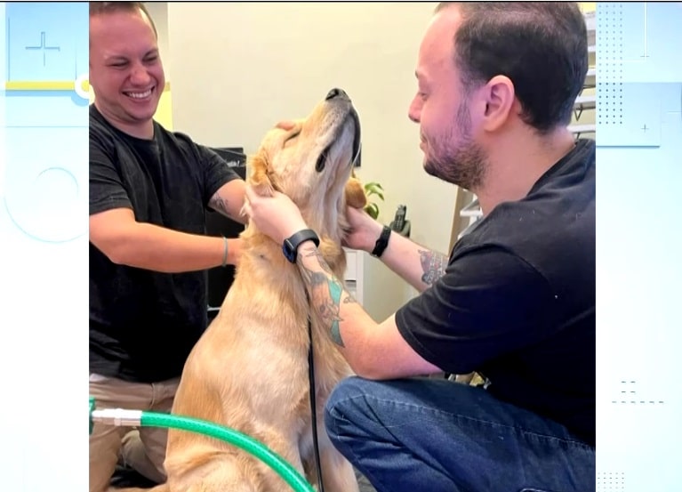 M&eacute;dico realizando ozonioterapia em cachorro.
