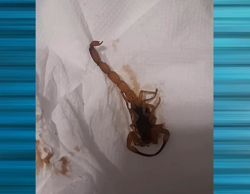 Escorpi&atilde;o.
