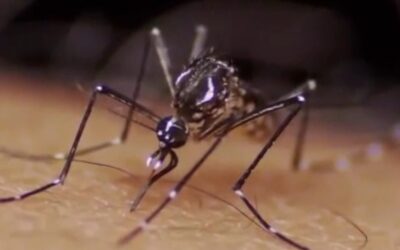 Viva com saúde: Dengue e outras arboviroses preocupam especialistas; veja como se proteger