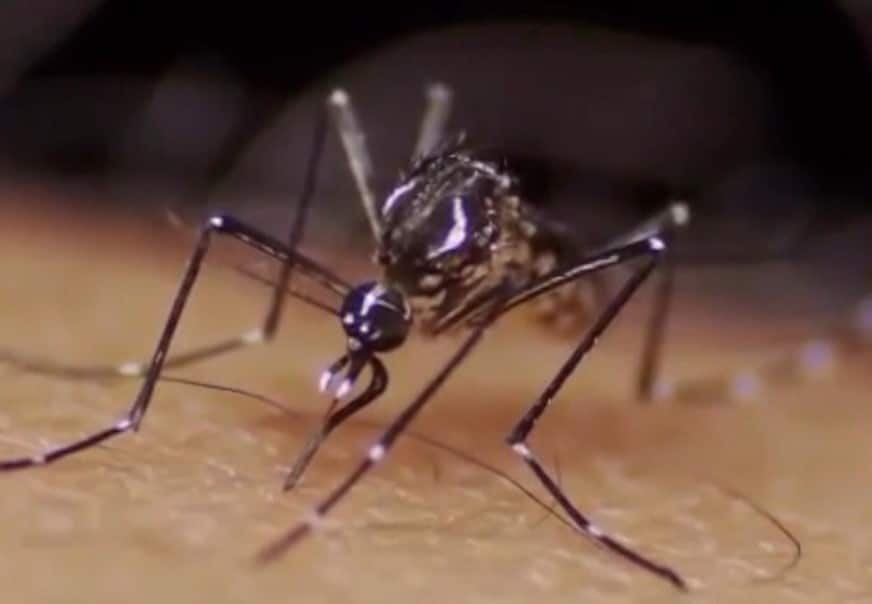 Mosquito da dengue.