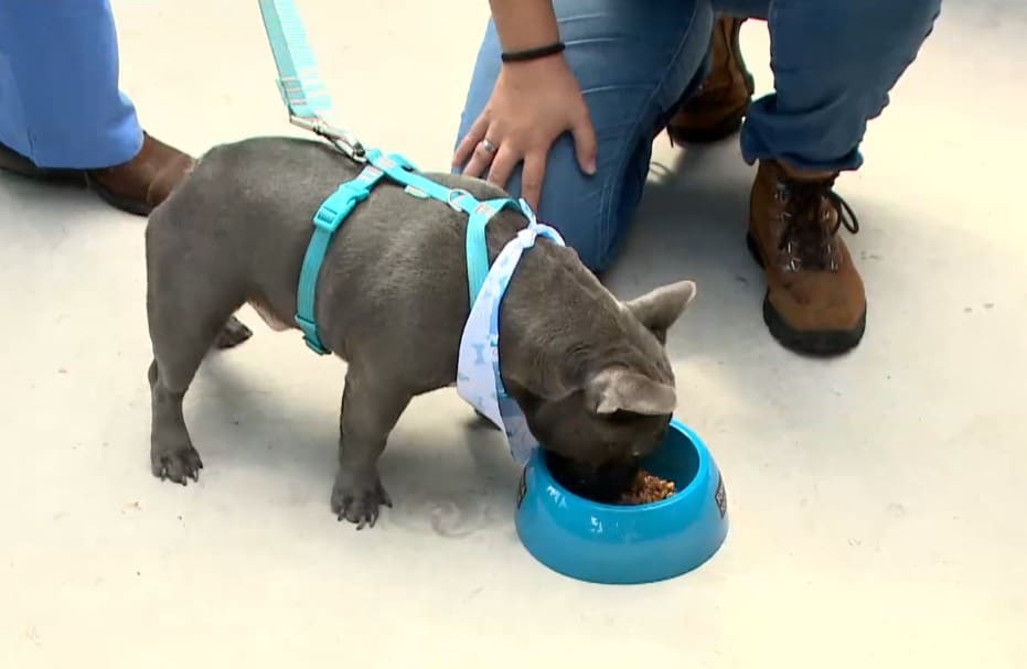 Cachorro comendo em pote de ra&ccedil;&atilde;o.