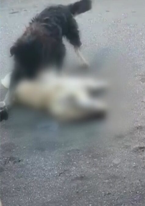 Cachorro tenta salvar amigo atropelado em Itapetininga; cena emociona quem estava por perto