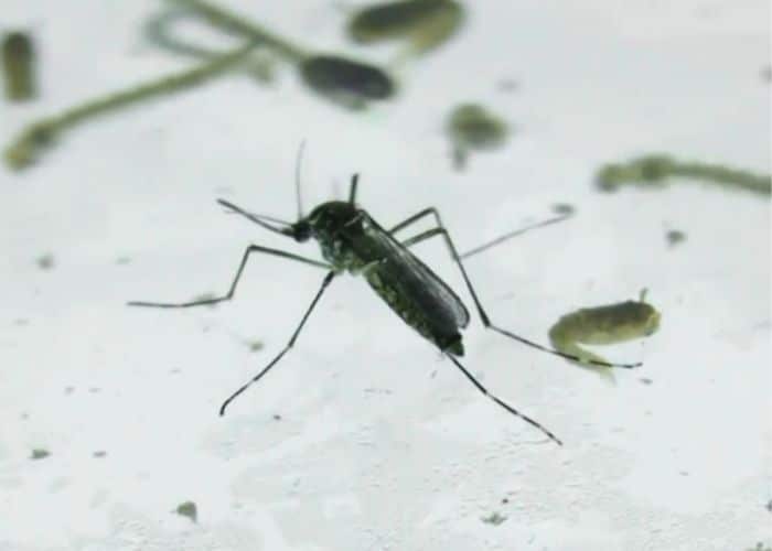 Aumento dos casos de dengue causa preocupação em Sorocaba