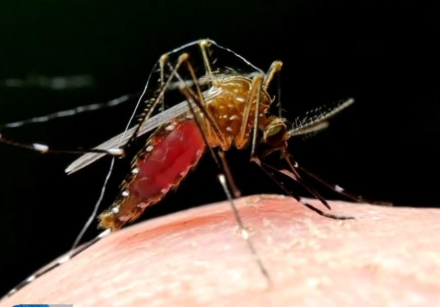 População busca proteção contra o mosquito da dengue após aumento de casos na região